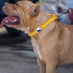 Over Protective Yellow Pet Belt Real image