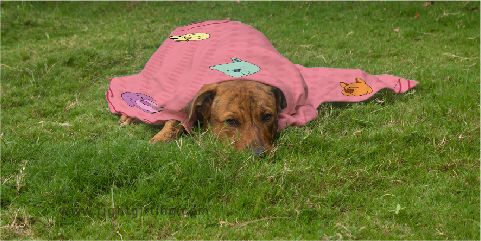 pet blanket