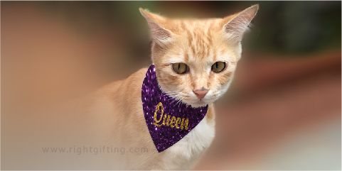 cat bandana